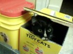 Myrrdin in box.jpg