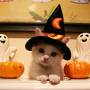 halloween kitty.jpg