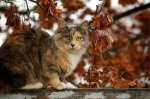 autumn kitty.jpg