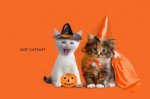 Trick or Treat.jpg