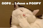 kitty poop.jpg