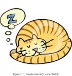 sleeping kitty.jpg