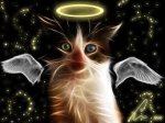 Angel kitty.jpg