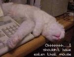 stomachacheCat2.jpg