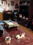Christmas with the kitties6.jpg