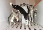 cat party 3.jpg