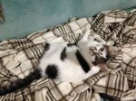 blanket stealer2.jpg