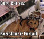 borglolcat.jpeg
