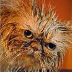 wet cat.jpg