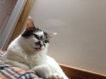 Silver tongue.jpg