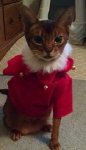 Sasha Christmas 2014.jpg
