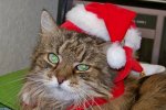 MInka Christmas.jpg