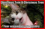 Crazy-Christmas-Cat_zps11da13e6.jpg
