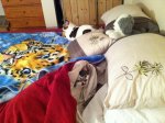 Stealing my bed.jpg