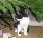 New Kitten January 4th 20152.jpg