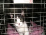New Kitten January 4th 20151.jpg