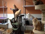 Furkids.JPG