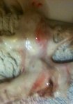 skink vomit.jpg
