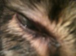 skink eye.jpg