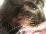 skink eye 2.jpg