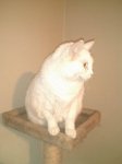 China after 4 months insulin therapy_zpsf9fd87af.jpg
