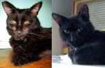 BK 6-2008 vs 9-2008 (400x263).jpg
