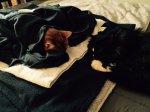 Kitties 2.jpg
