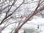 TexasSnow&Ice4.JPG