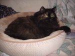 Furball in cat bed.jpg