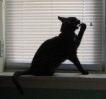 miniblinds cropped.jpg