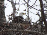 bald eagles.jpg
