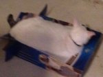 image.jpg image.jpg