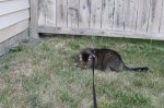 IMG_0533.JPG IMG_0533.JPG