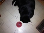 2012 Bat 18 lbs!.JPG