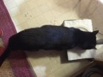 2015 Bat 11 lbs.jpg