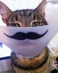 funny-pet-cones-creative-elizabethan-collars-9.jpg