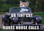 Tiny Cat.jpg