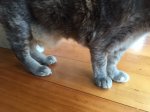 Mousey paws 1.JPG