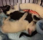 060216 Fern and Iris3.jpg