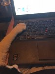 image.jpeg