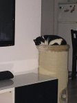 image.jpeg