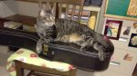 Leo on guitar case 2015-July.jpg