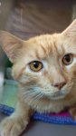 Little Dude - at vet 2016-07-06 catster.jpg