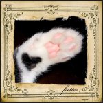 kittytoes.jpg