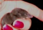 Baby Mole April 20111.jpg