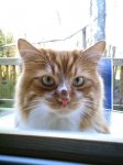 Little Simba.jpg