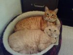 V&S in bed.JPG