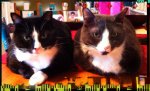 breakfast pooses.jpg