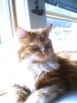 Pretty Simba.jpg