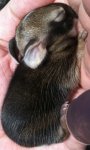 bunneh 1.JPG